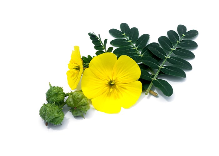 Tribulus Terrestris