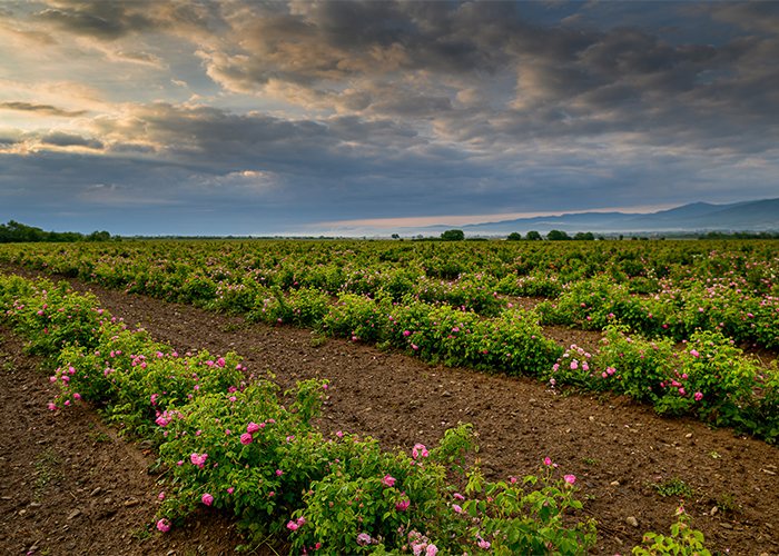 Rosenfelder in Bulgarien