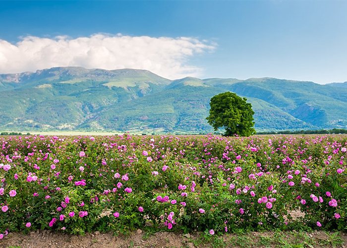 Bioform's fields — the Öztürk family plantations, Rose Valley Bulgaria
