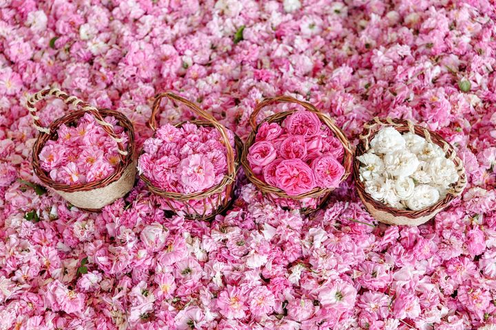 Rose harvest