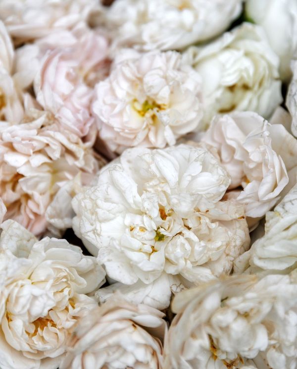 Rosenernte