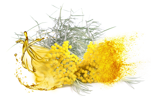 Helichrysum