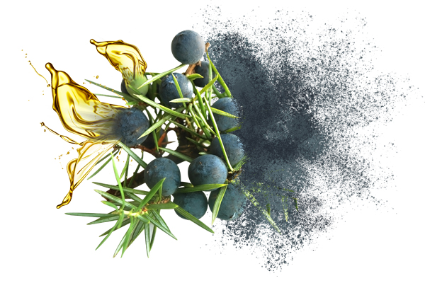 Juniper Berry