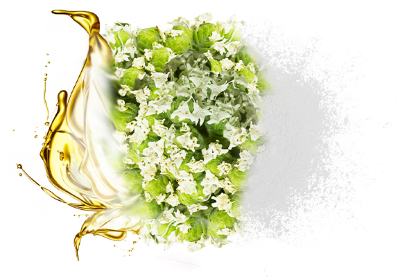 Oregano Onites