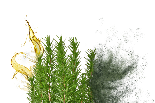 Rosemary