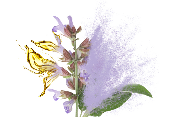 Sage