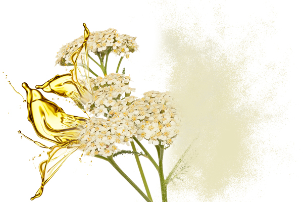 Yarrow